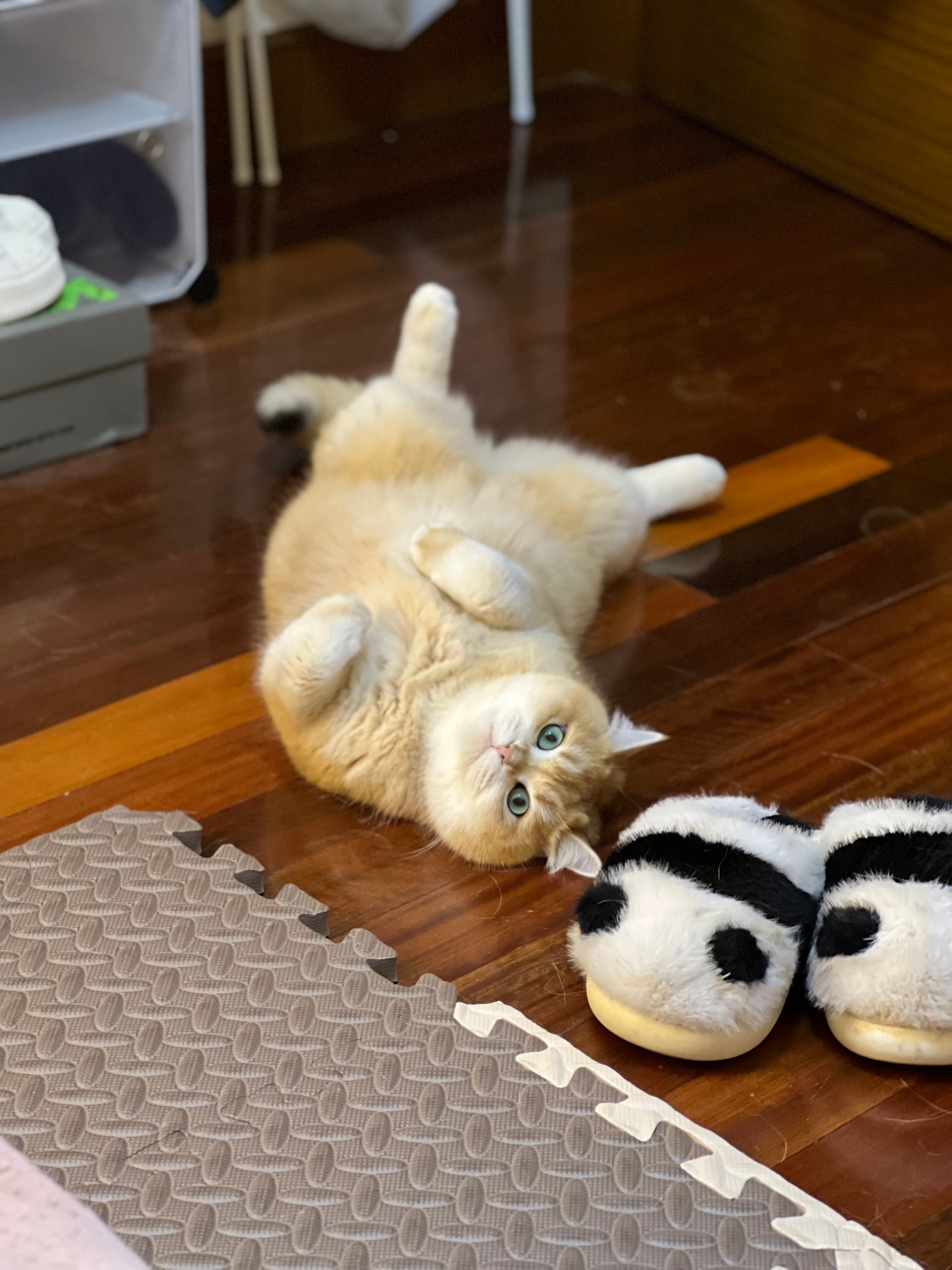 pet Original cat photo